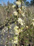 Alabama Snow Wreath / Neviusia alabamensis